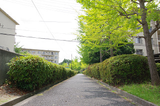緑道