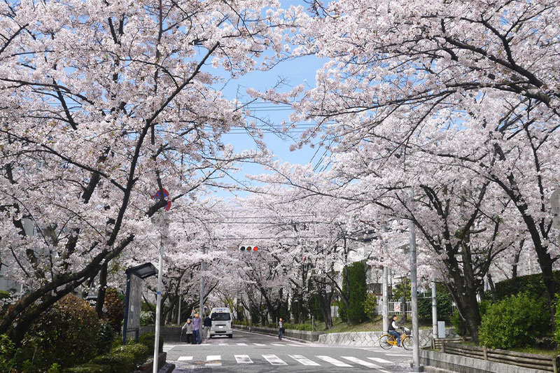 団地周辺の桜並木