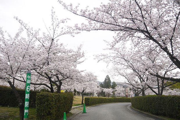 池の瀬公園 桜並木