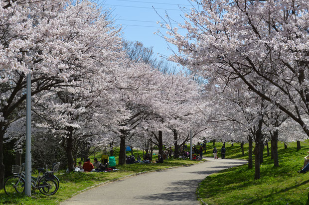 山田池公園 桜並木