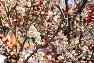 服部天神宮 花